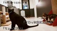96猫「嘘の火花」WebCMのワンシーン。