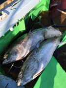 マグロ (c)EBISU★MUSCATS PROJECT