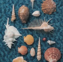 スピッツ「CYCLE HIT 1997-2005 Spitz Complete Single Collection」ジャケット