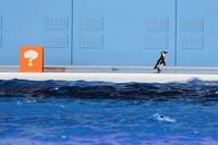 「ももくろちゃんZ ぐーちょきSEAぱーてぃー ～うみのどうぶつたちもやっぱノリノリー！～」の様子。