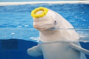 「ももくろちゃんZ ぐーちょきSEAぱーてぃー ~うみのどうぶつたちもやっぱノリノリー!~」の様子。