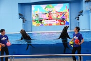 「ももくろちゃんZ ぐーちょきSEAぱーてぃー ~うみのどうぶつたちもやっぱノリノリー!~」の様子。
