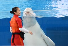 おひさまかなこちゃん（百田夏菜子）とシロイルカ。