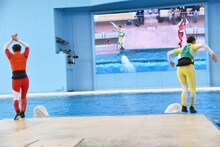 シロイルカの待つプールに飛び込むおひさまかなこちゃん（百田夏菜子）、たんぽぽしおりん（玉井詩織）。