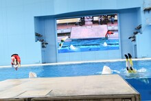 シロイルカの待つプールに飛び込むおひさまかなこちゃん（百田夏菜子）、たんぽぽしおりん（玉井詩織）。