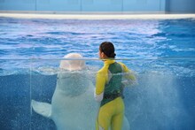 たんぽぽしおりん（玉井詩織）とシロイルカ。