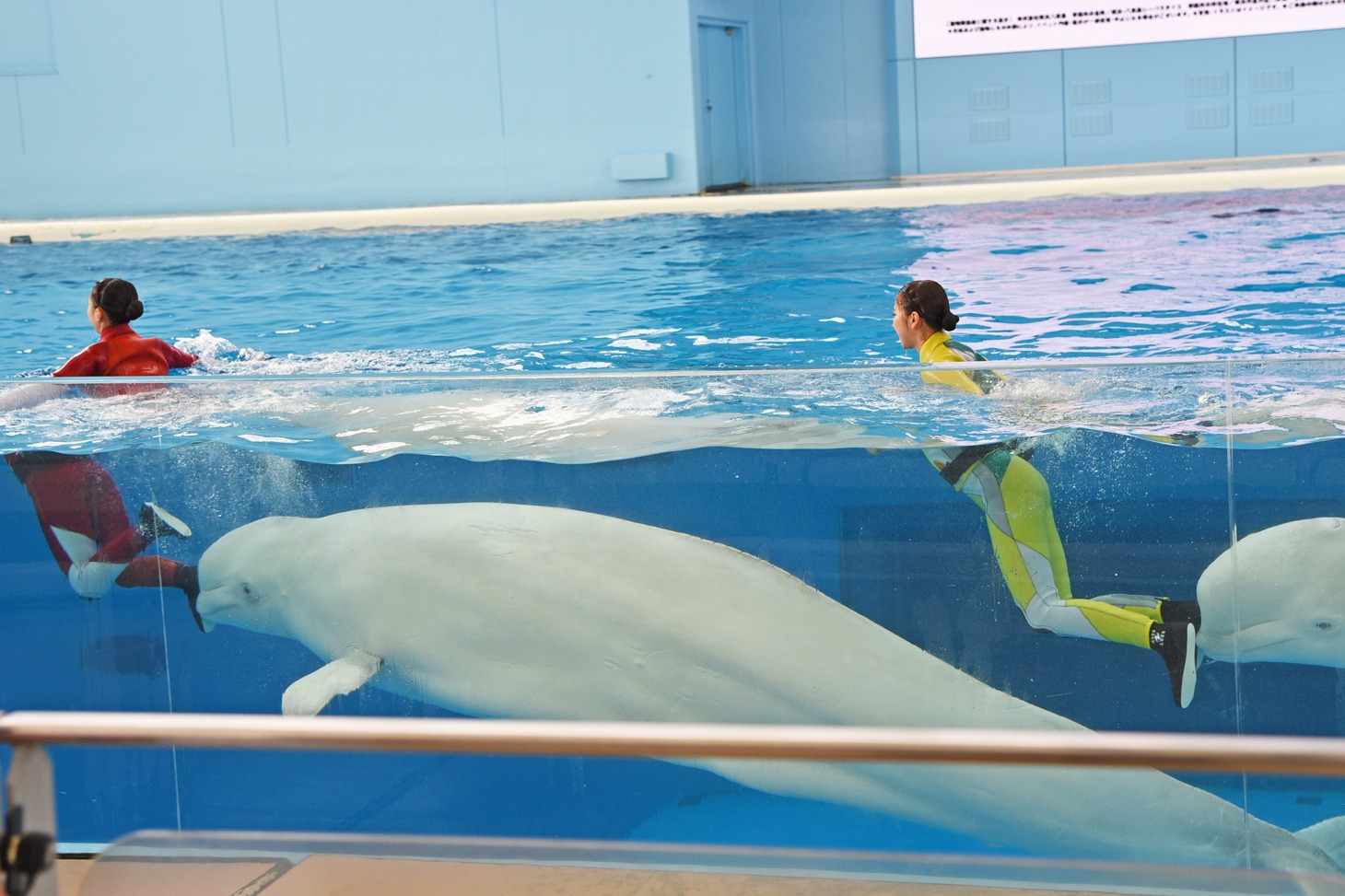 シロイルカに押し進められるおひさまかなこちゃん（百田夏菜子）、たんぽぽしおりん（玉井詩織）。