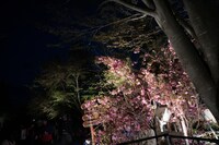 「ARABAKI ROCK FEST.17」会場の様子。（写真提供：ARABAKI PROJECT）