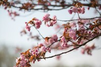 「ARABAKI ROCK FEST.17」会場の様子。（写真提供：ARABAKI PROJECT）