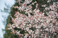 「ARABAKI ROCK FEST.17」会場の様子。（写真提供：ARABAKI PROJECT）