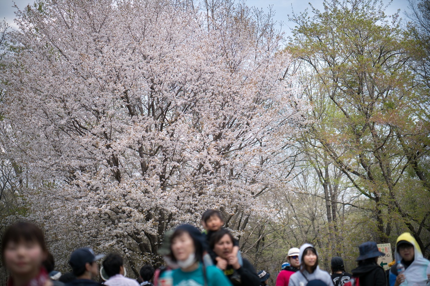「ARABAKI ROCK FEST.17」会場の様子。（写真提供：ARABAKI PROJECT）