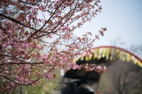 「ARABAKI ROCK FEST.17」会場の様子。（写真提供：ARABAKI PROJECT）