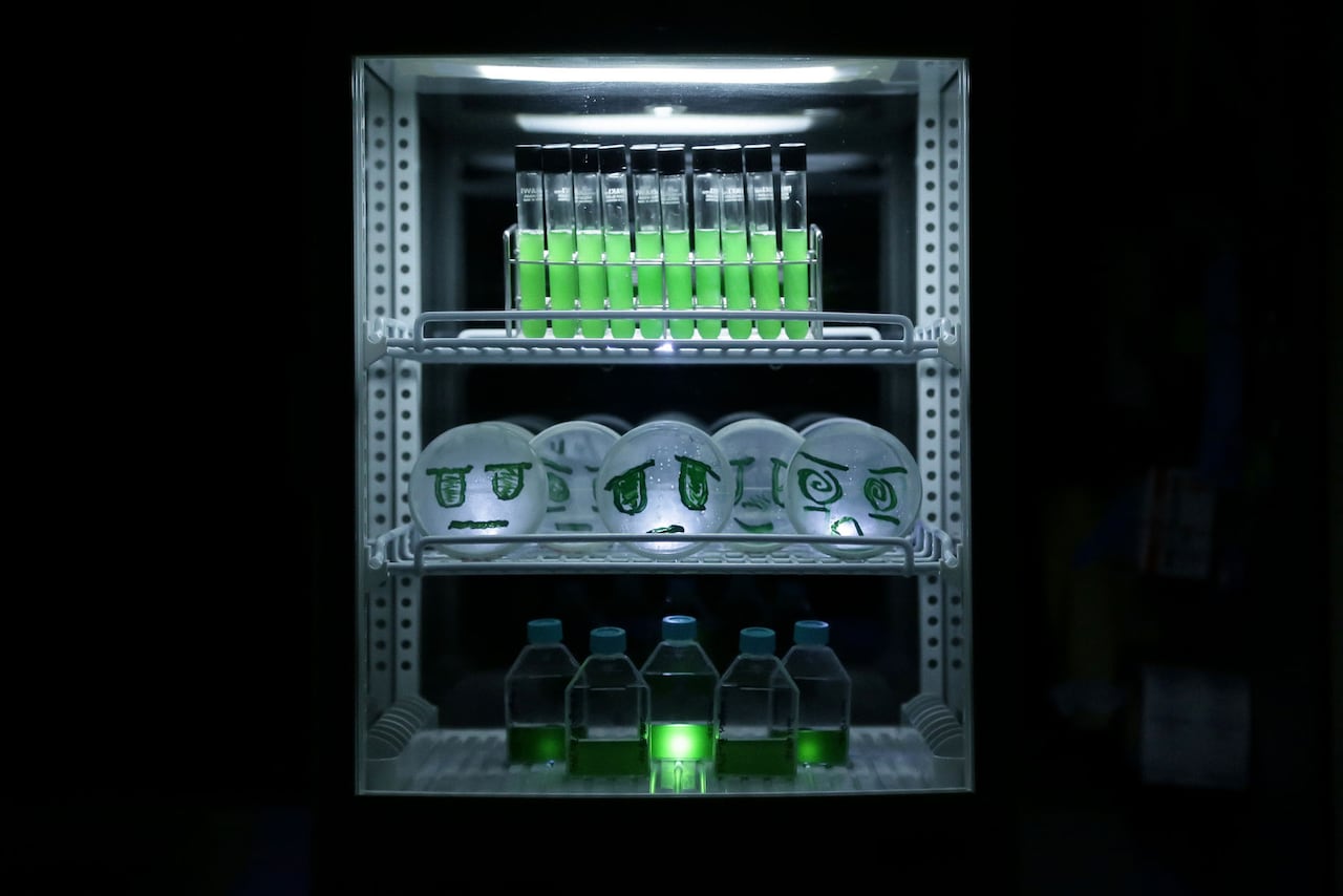 やくしまるえつこのバイオテクノロジー作品が国際科学芸術賞グランプリ受賞