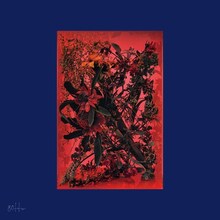 8otto「Ganges-Fox」ジャケット