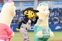 「セカパカダンス」を練習するセパコちゃん、トラッキー、セパくん。