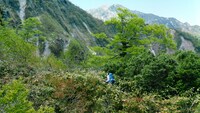 「サントリー天然水」新CM「水の山行ってきた 奥大山」編のワンシーン。