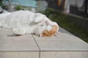金澤朋子の愛猫“金澤ぬんとぅん”　