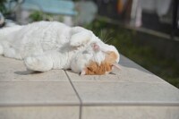 金澤朋子の愛猫“金澤ぬんとぅん”　