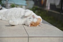 金澤朋子の愛猫“金澤ぬんとぅん”　