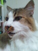 飯窪春菜の愛猫“飯窪ライ”。