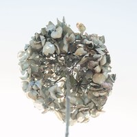 T/ssue「Blue」ジャケット