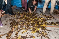 バナナの皮をセッティングする谷ぐち順（Less Than TV）。