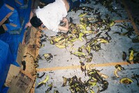 2015年に東京・BUSHBASHで開催された「MOST DANGEROUS MOSH PIT」の様子。