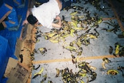 2015年に東京・BUSHBASHで開催された「MOST DANGEROUS MOSH PIT」の様子。