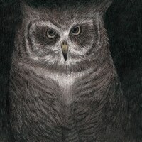 小沢健二「フクロウの声が聞こえる」ジャケット