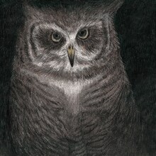 小沢健二「フクロウの声が聞こえる」ジャケット