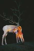 水曜日のカンパネラ