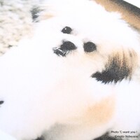 モコゾウ フォトTシャツの写真。撮影はMagic, Drums & Love / 住所不定無職のメンバー℃-want you!。