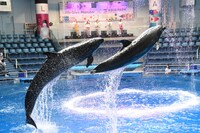 スペシャルパフォーマンスの様子。