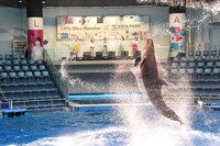 スペシャルパフォーマンスの様子。