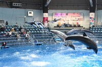 スペシャルパフォーマンスの様子。