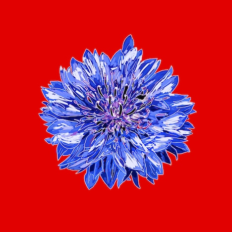 The Mirraz「ヤグルマギク」ジャケット
