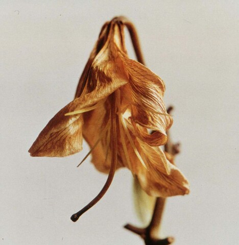 セツナブルースター「キセキ」ジャケット