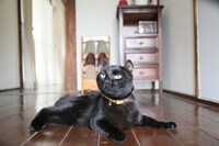 映画「愛しのノラ～幸せのめぐり逢い～」に出演している黒猫のカール。