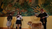 ステージ上で秋田犬と共演する小林歌穂（左から2番目）。（写真提供：SMEレコーズ）
