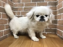 ペキニーズ
