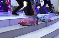 ステージに打ち上げられた“鰹”。