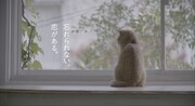 「REQUEST -30th Anniversary Edition- Trailer （猫の恋）」のワンシーン。