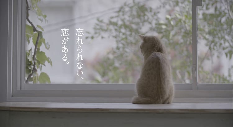 竹内まりやの音楽に猫がうっとり Request 30周年記念盤トレイラー 動画あり 音楽ナタリー 竹内まりやの音楽に猫がうっとり Request 30周年記念盤トレイラー 動画あり 音楽ナタリー