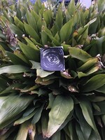 LILI LIMIT「LIB EP」イメージ