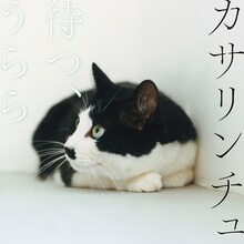 カサリンチュ「待つ、うらら」ジャケット