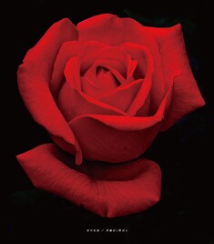 清春、スパニッシュ追求した新作アルバム楽曲をライブ会場限定シングルで