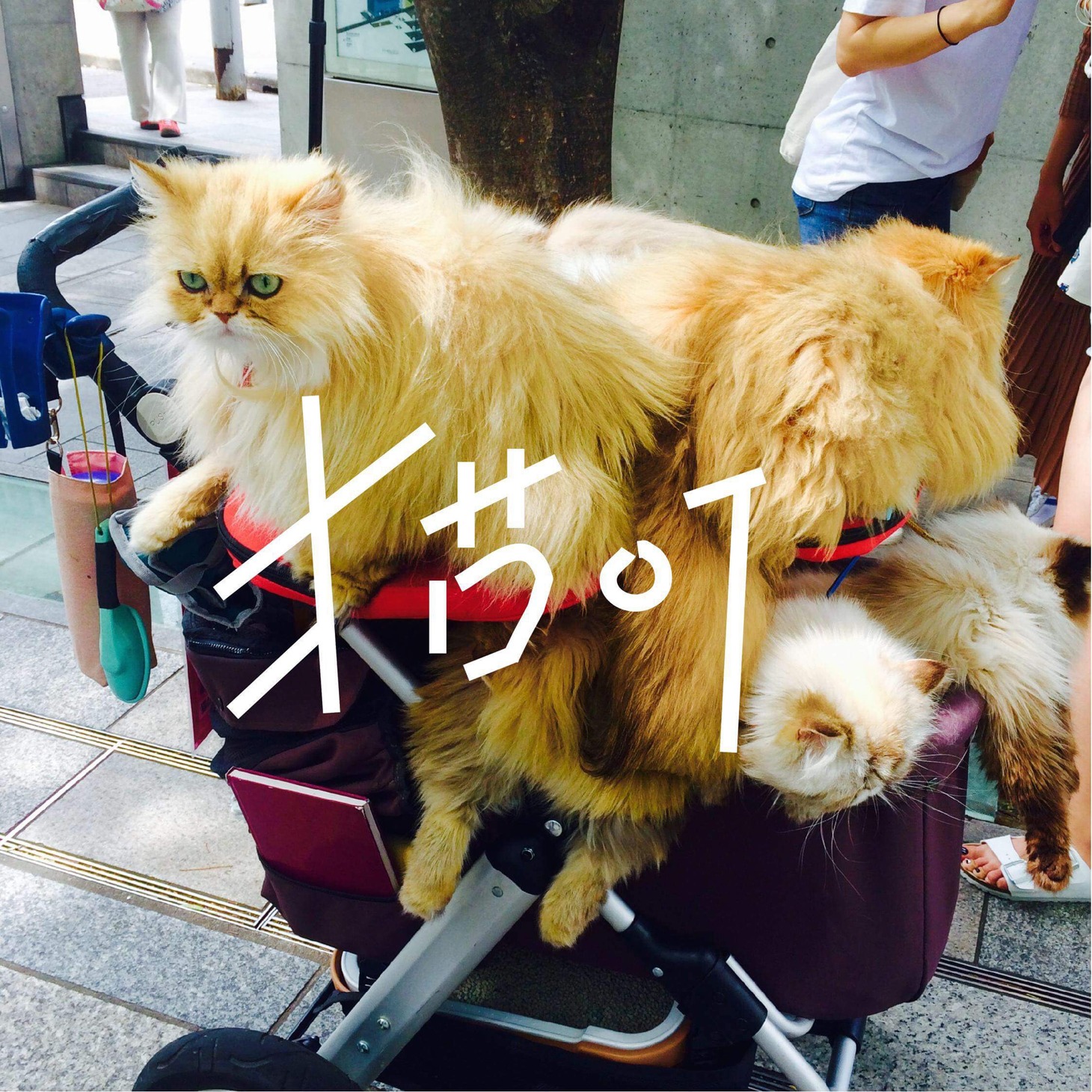 猫町