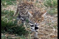 南アフリカのクロアシネコ(c)TBS