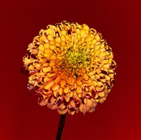 RADWIMPS「Mountain Top / Shape Of Miracle」CD盤ジャケット