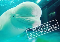 「鴨川シーワールド 2018春イベント」ビジュアル